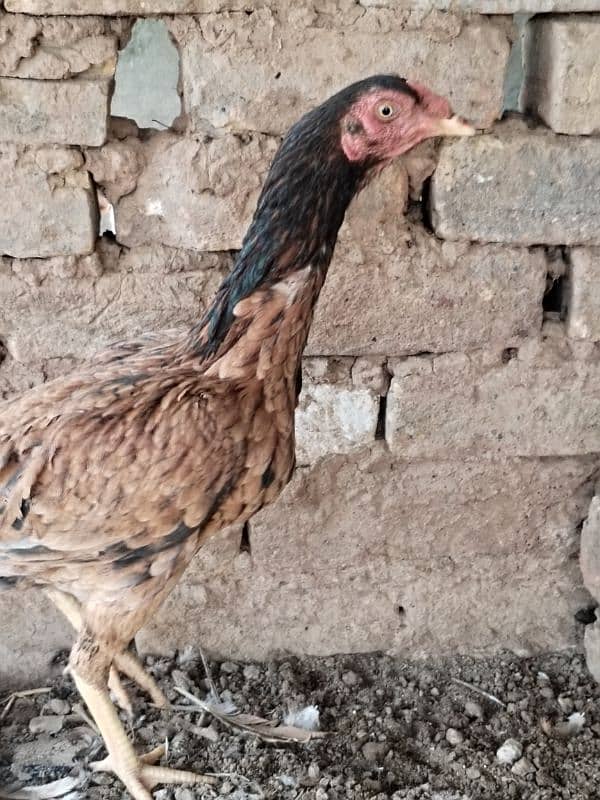 Aseel hens for sale contact number 03495046627 2