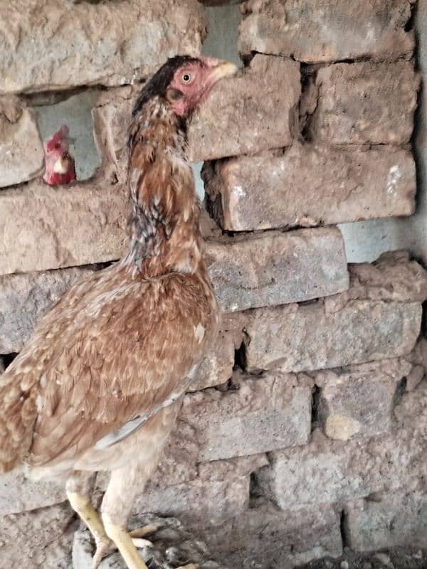 Aseel hens for sale contact number 03495046627 3