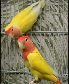 lutino love bird breederpair for sell and 1 peach face female with Dna