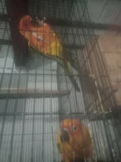 sun conure