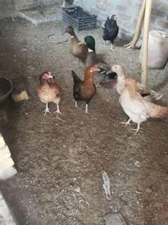 Pure Desi Egg laying Hens