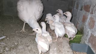 High Quality Aseel Heera Chicks