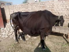 fresh cow available