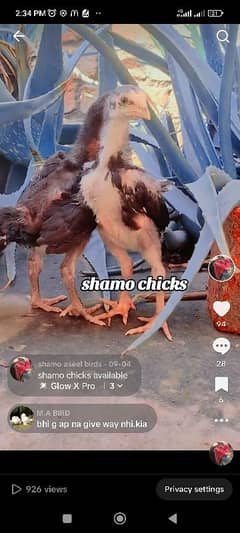 pure shamo chicks/ black shamo chicks /oshamo chicks /shamo chicks