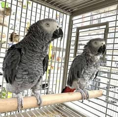 African grey parrot cheeks for sale 03=49=68=26=931