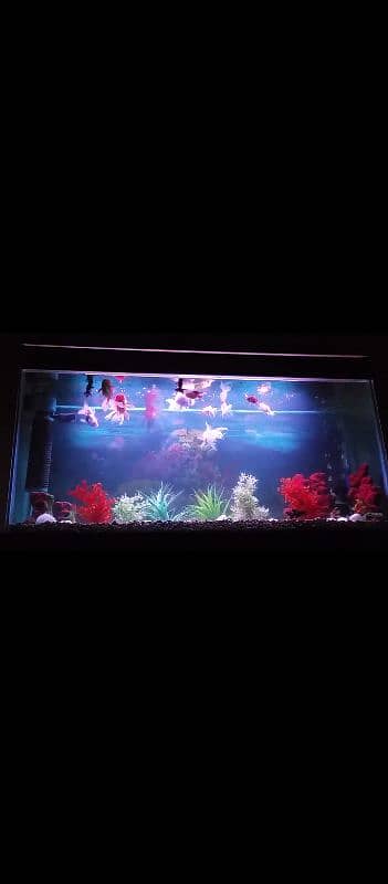 Fish Aquarium 2