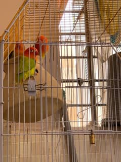 Love birds / parrots / birds for sale /- 03461809478