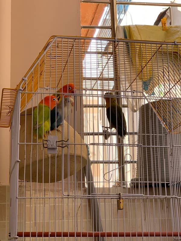 Love birds / parrots / birds for sale /- 03461809478 1