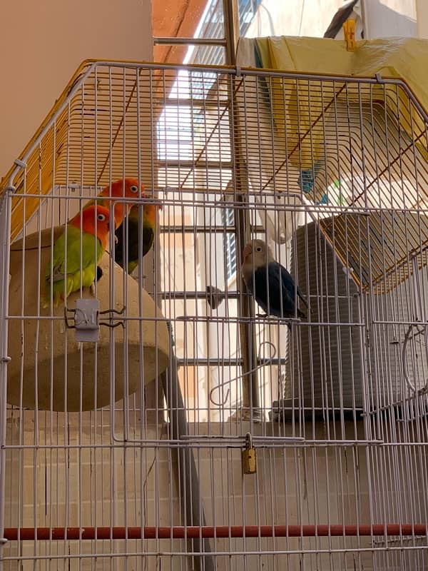 Love birds / parrots / birds for sale /- 03461809478 2