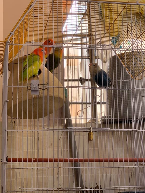 Love birds / parrots / birds for sale /- 03461809478 3