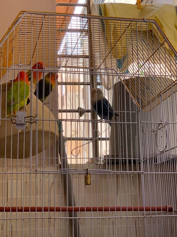 Love birds / parrots / birds for sale /- 03461809478 4