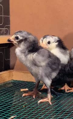 Aseel Shamo Chicks Available