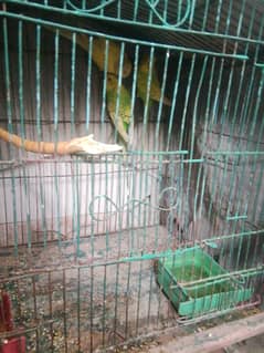 9 Australian parrot with cage+gamla