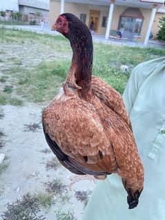 high quality aseel hen for sale