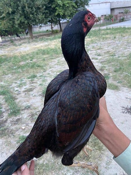 high quality aseel hen for sale 1