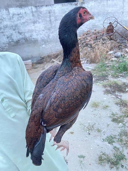 high quality aseel hen for sale 2