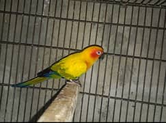 sun conure