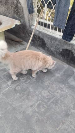 male cat 6 month persian