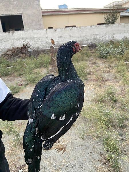 high quality aseel hen for sale 3