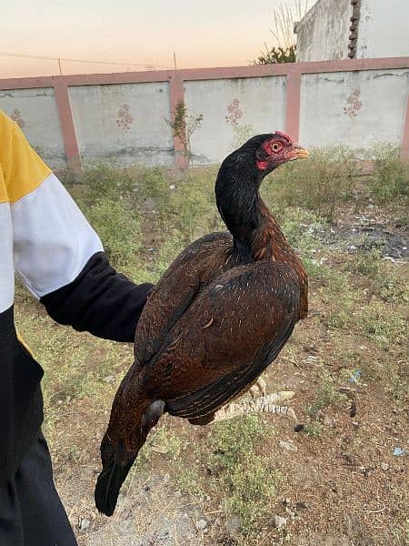 high quality aseel hen for sale 4