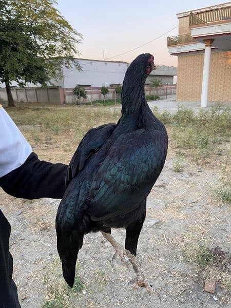 high quality aseel hen for sale 5