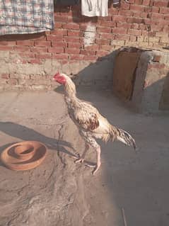 Pure aseel murga (Kamalia breed)