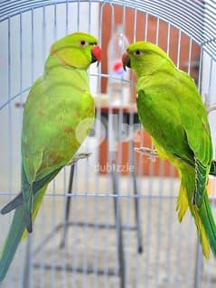 Green Parrots pair available for sale