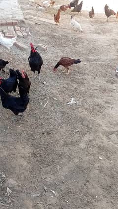 austrolop australorp australop golden misri pure breed