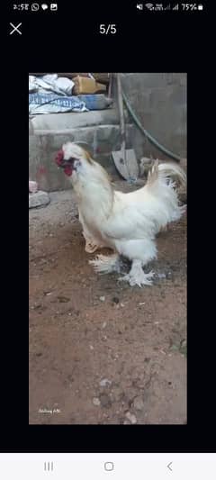 silkie pair urgent sell