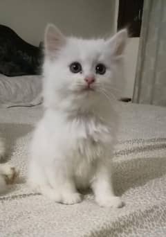 persian kitten cat tripple coat kitten