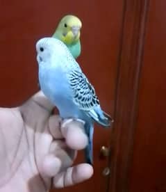 Hand tame budgies/ Cockatiel hand tame/ Cockatiel hand raised for sale