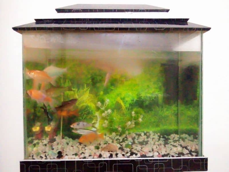 aquarium with fish 2