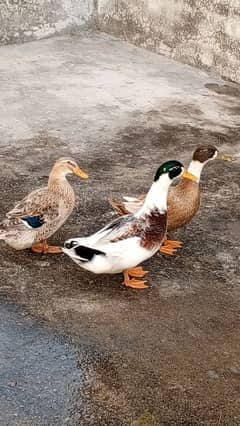 Duck for sale