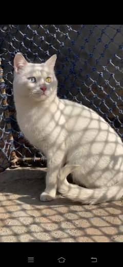 Turkish Angora