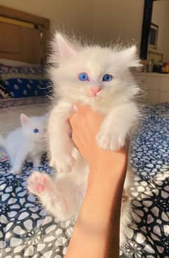 Persian kittens