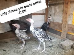 Assel heera for sale chicks , murga and murgi