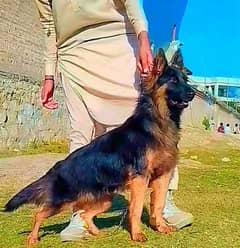 German Shepherd female long coat 5 mahine for sale waxing okay