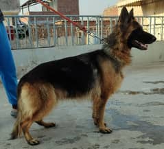 German Shepherd Dog Female 1 years 7 months long tail double coated