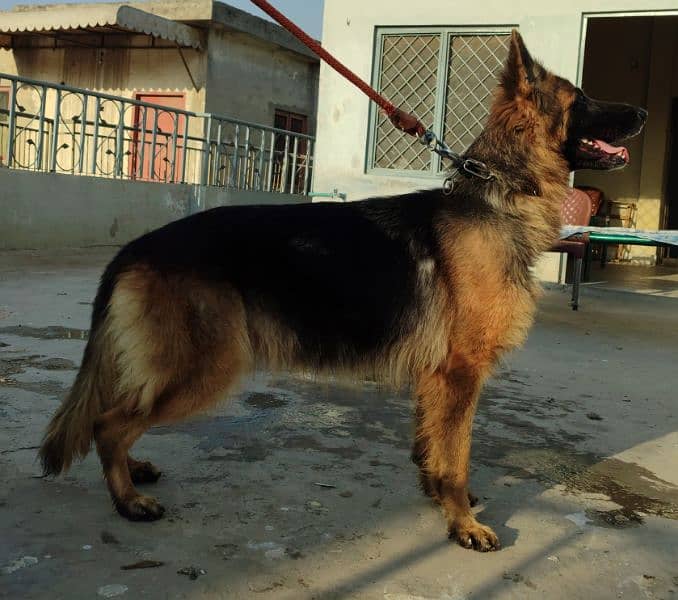 German Shepherd Dog Female 1 years 7 months long tail double coated 1