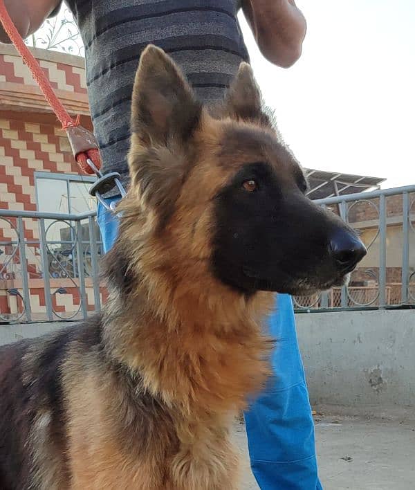 German Shepherd Dog Female 1 years 7 months long tail double coated 2