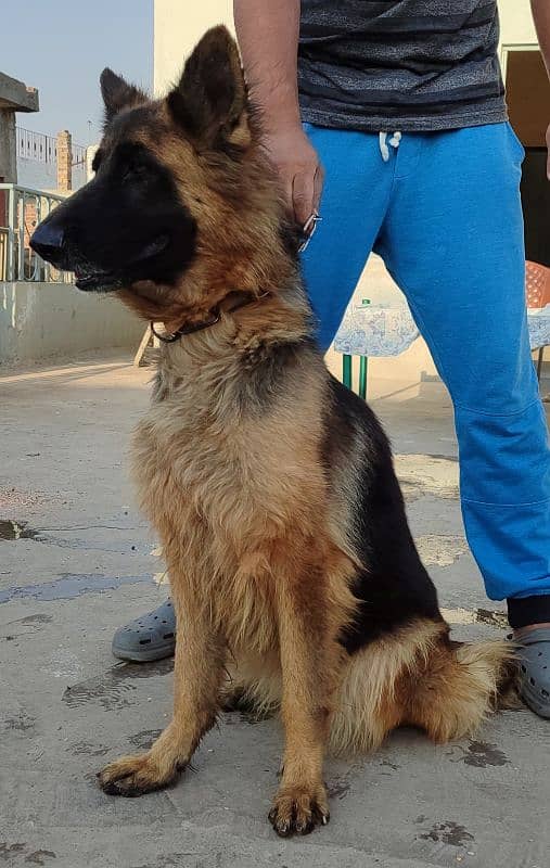 German Shepherd Dog Female 1 years 7 months long tail double coated 3