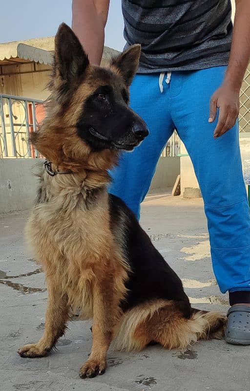 German Shepherd Dog Female 1 years 7 months long tail double coated 4