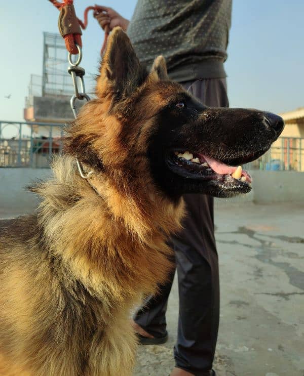 German Shepherd Dog Female 1 years 7 months long tail double coated 5