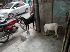 bakri