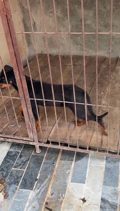 4 Months EXTREME QUALITY EUROPEAN ROTTWEILER PUPPY AVAILABLE FOR SALE