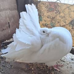 White Modern single Males only Fantail lakka pigeon