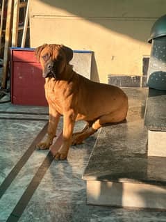 bullmastiff female puppy