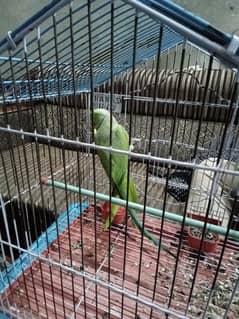 parrot for sale