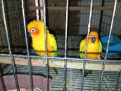 suncnour very close  to breeding pair for sale