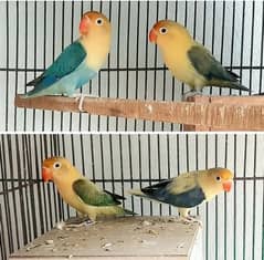 2 Parblue Opaline Pairs Mango Head DNA Pair